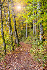 Fototapeta na wymiar footpath through forest at autumn