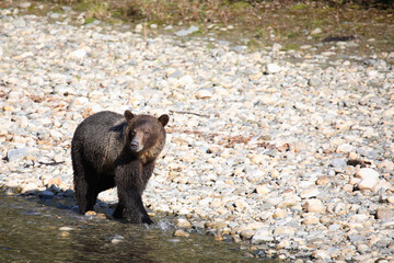 Graubär / Grizzly bear/ Ursus arctos horibilis