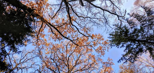Trees in the sky