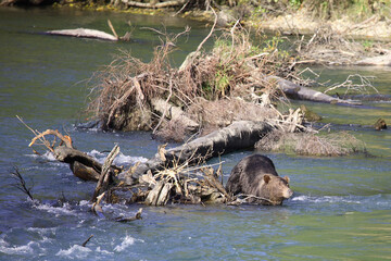 Graubär / Grizzly bear/ Ursus arctos horibilis
