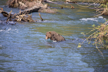 Graubär / Grizzly bear/ Ursus arctos horibilis