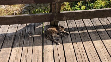 Cat on the bridge