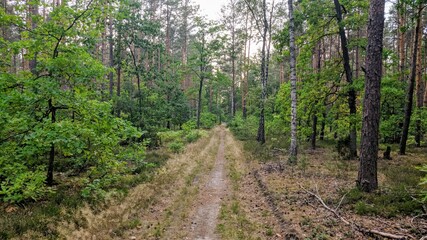 Road in the forest