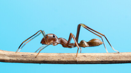Ant Mimic jumping spider closeup photo on a tree branch stock photo