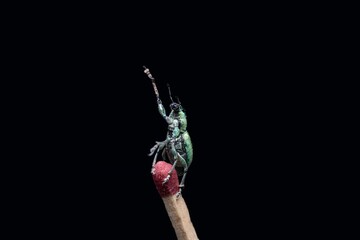 beautiful Green Immigrant Leaf Weevil standing on a match stick and posing on black background...