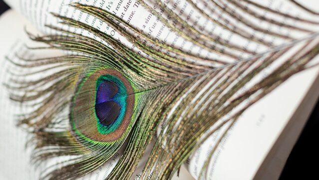 Beautiful Peacock Feather and book hi-res closeup stock photography and image