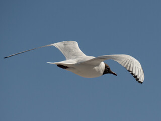 Seagul with spread feathers flying in the sky shot