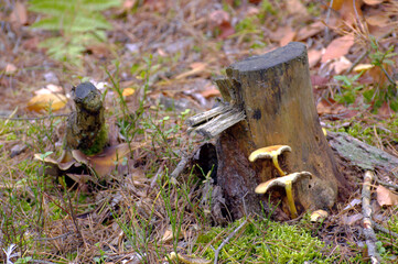 Mushroom on the tree