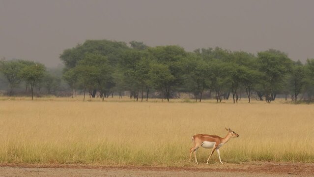 wide shot of blackbuck or antilope cervicapra walking in natural scenic landscape background at grassland habitat of velavadar national park gujrat india asia