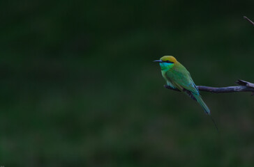 Asian/Indian little green bee eater ( Merops orientalis) perched on a branch