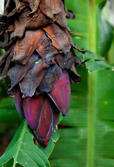 Banana Flower