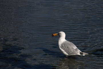 Westmöwe / Western gull / Larus occidentalis..