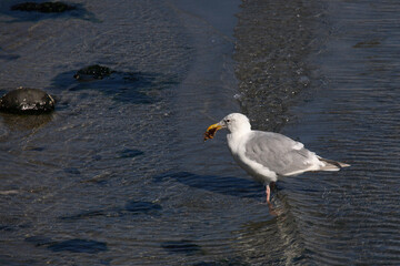 Westmöwe / Western gull / Larus occidentalis..