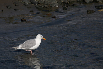 Westmöwe / Western gull / Larus occidentalis