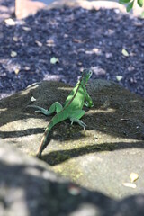 Green Iguana