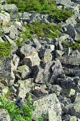 Stone river. Green vegetation breaks through the stones.