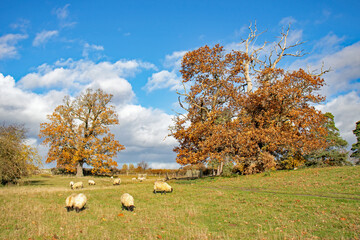 Sheep grazing in the fields.