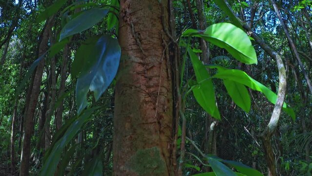 Liana jungle palnt in rainforest in Queensland Australia. Exotic nature