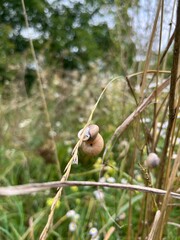 snail on a branch