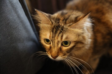Close up picture of a cute adorable brown striped cat looking around on the couch