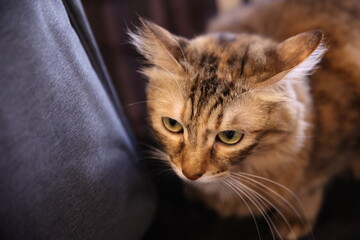 Close up picture of a cute adorable brown striped cat looking around on the couch