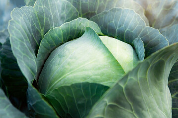 Obraz premium Fresh, white cabbage growing in a vegetable garden on a farm. 
