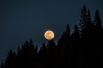 Moon over Trees