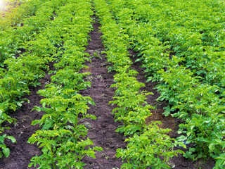 Fototapeta na wymiar Green field of potato crops in a row. Organic cultivation in the garden