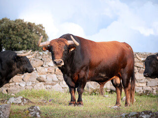 Red coloured spanish bull looking at camera. Old stone wall in the background.