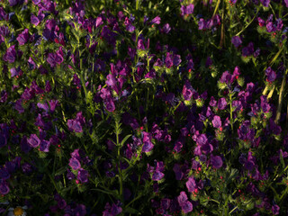 Close up of poisonous weed purple viper's-bugloss.