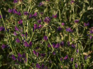 Thistle in a poisonous weed purple viper's-bugloss meadow