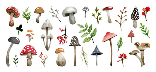 Autumn forest mushrooms and berries, watercolor set of elements