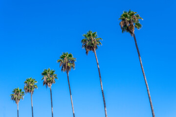 Obraz premium Tall palm trees against a blue sky.
