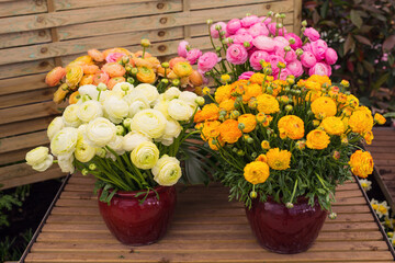 Vases with persian buttercup flowers