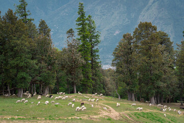 flock of sheep in Himalaya meadows in mountains. Summer season mountain landscape. Heard of sheep grazing green grass and trees in background. 