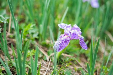 purple iris flower in Manali, India. Close up shot of beautiful flower in wild during spring season. Nature background.