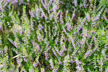 Fleurs de bruyère dans les Vosges en gros plan