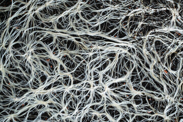 Root system of plants in soil