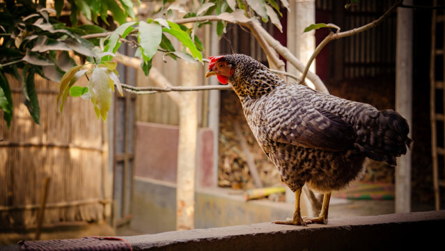 A large chicken is standing on the balcony wall. Such chicks are found in the villages and hills of Bangladesh.