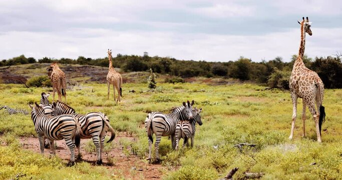 Zebras, Giraffe, impala, baboons feed together for safety. Savannah South Africa