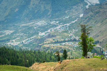 landscape in the mountains. Pine trees in the mountains of Manali, Himachal Pradesh, India. Nature background.