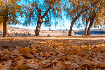 Dry leaves fallen on the ground in autumn. Copy space. Selective focus.