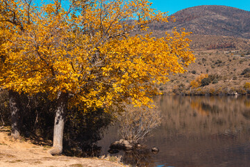 Autumn landscape with lake and trees with golden leaves. Selective focus. Copy space.