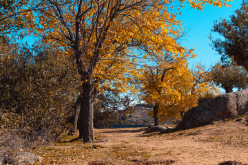 Autumn landscape with trees with golden leaves. Selective focus. Copy space.