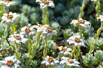 fleurs Edelweiss, nombreuses et en gros plan macro avec bokeh