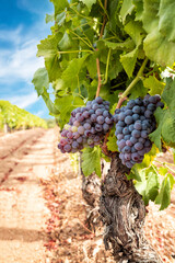 Veraison in a vineyard. Bunches of grapes with berries that begin the ripening phase. Traditional agriculture. Sardinia.