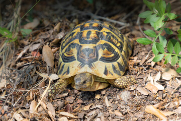 Tortuga mediterránea (Testudo hermanni) en el campo de Mallorca (Islas Baleares, España)