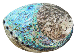 Papua shell PNG transparent background