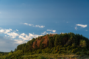 Cerro con árboles de varios colores, verdes y rojizos otoñales y cielo azul de fondo