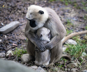 mother monkey and her baby
